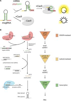 DNA strand displacement based computational systems and their applications